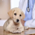 Veterinary Pharma Franchise Companies