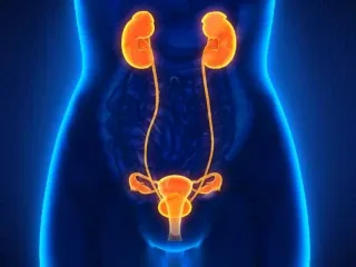 Pharma Franchise For Urological Products